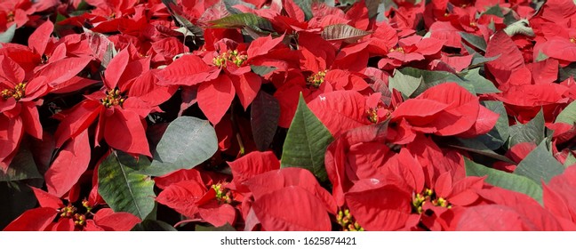 Royalty Free Decorating With Poinsettias Stock Images Photos