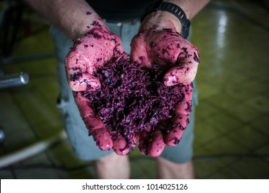 Close up image of red wine mash in the hands of a wine maker on a wine farm in south africa