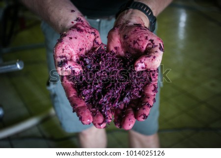 Close up image of red wine mash in the hands of a wine maker on a wine farm in south africa