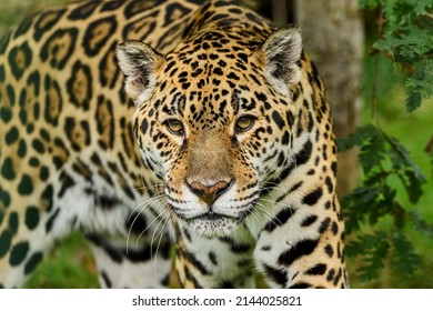 Close Image Rescued Jaguar Walking Towards Stock Photo 2144025821 ...