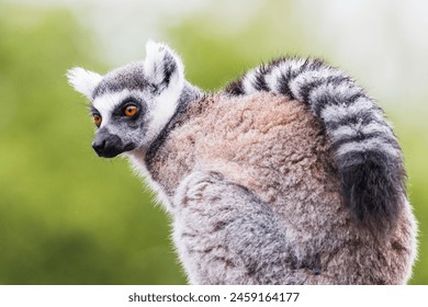 Close up image of a Ring Tailed Lemur with its tail over its shoulder as it watches on. - Powered by Shutterstock