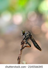 Close Up Image Of  A Robberfly On The Branch. Macro Photography, Insects, Fauna, Predator