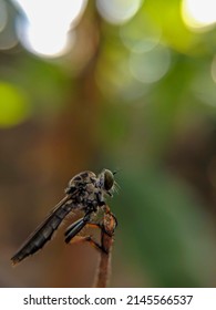 Close Up Image Of  A Robberfly On The Branch. Macro Photography, Insects, Fauna, Predator