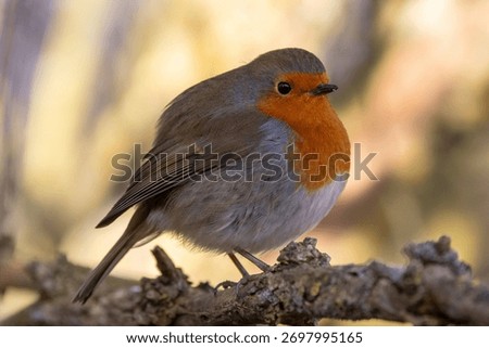 Close up image of a Robin on a winter day.