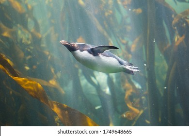 Close Up Image Of Rock Hopper Penquins Swimming Underwater In A Kelp Forest In An Aquarium