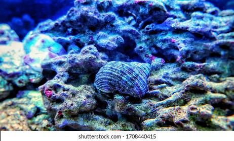 Close Up Image Of Saltwater Snail Invertebrate Sea Creature