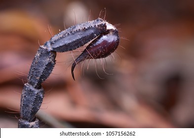 close up image of a Scorpion tail