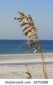 A Close Image Of Seaoats On The Alabama Gulf Coast.