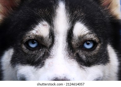 Close Up Image Of Siberian Husky Blue Eyes 