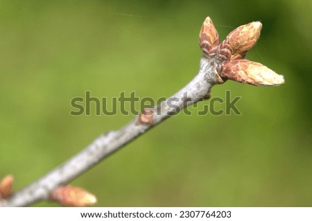 Close up image of a sign of spring as the new growth from the oak tree breaks out into bud, set against a green background.