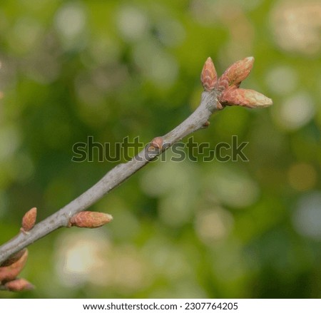 Close up image of a sign of spring as the new growth from the oak tree breaks out into bud, set against a green background.