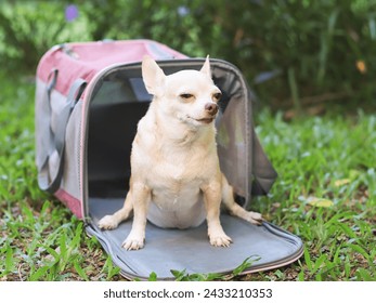 Close up image of sleepy brown short hair Chihuahua dog sitting in front of pink fabric traveler pet carrier bag on green grass in the garde. Safe travel with animals.