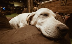 Close Up Image Of Small Puppy Sleeping On A Pillow. Cute Little Puppy Sleep Background Image. White Small Puppy Background Edited In Vintage Old Film Style. 