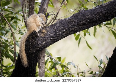 Close up image of a Smith's Brush Squirrel - Shutterstock ID 2279367389