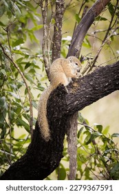 Close up image of a Smith's Brush Squirrel - Shutterstock ID 2279367591