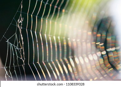 Close Up Image Of A Spider Web In A Garden Hedge With Focus Image Technique Creating A Sense Of Softness And Movement In The Web With Bright Rainbow Colours. Beauty In Nature.