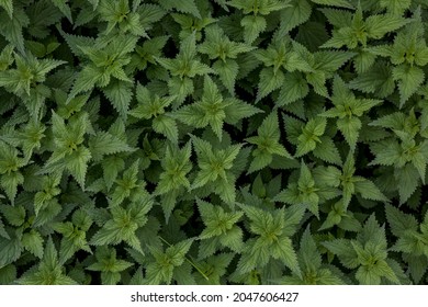 Close up image of stinging nettle.  Urtica dioica is a dioecious, herbaceous, perennial plant. 