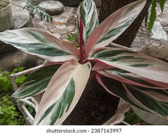 Close up image of Stromanthe Thalia Triostar aka Never never plant