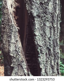 Up close image of textured tree trunk. 