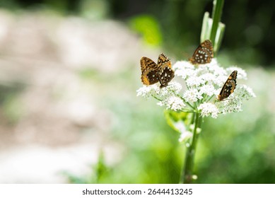 Close up image of three small orange butterflies called a Great Spangled Fritillary. They are sitting on a white, fluffy flower called a Queen Anne's Lace or Wild Carrot or hogweed.