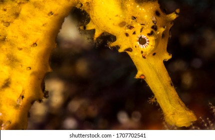 Close Up Image Of The Tiger Tail Seahorse With Focus On The Eye Detail.