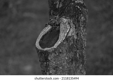 Close up image of tree trunk. Black and white.