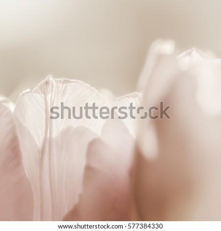 Close up image of tulips
