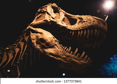 106 Dinosaur Dig Images Images, Stock Photos & Vectors | Shutterstock
