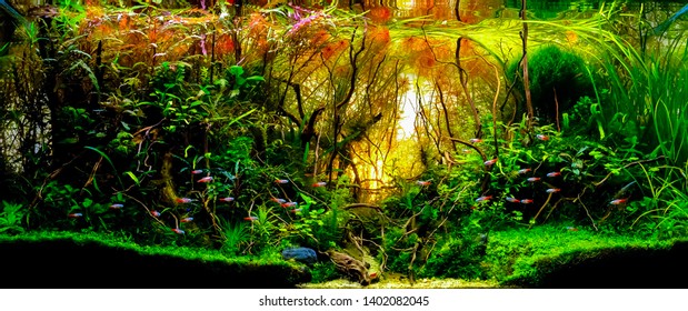 close up image of underwater landscape nature forest style aquarium tank with a variety of aquatic plants inside.