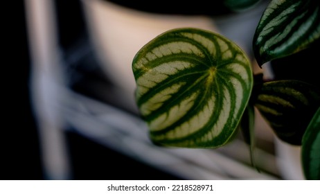 Close Up Image Of Watermelon Peperomia Plant.