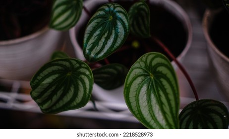 Close Up Image Of Watermelon Peperomia Plant.