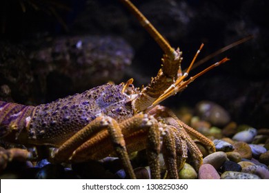 Close Up Image Of A Western Cape Rock Lobster Underwater