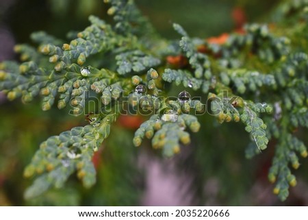 A close up image of a Western Cedar tree bough covered in tiny rain drops. 