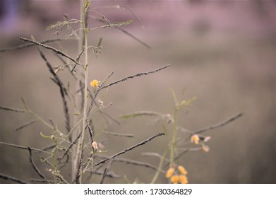 close up image of wheat fields, selective focus 