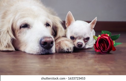 Dog S Eyes Images Stock Photos Vectors Shutterstock