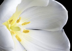 Close Up Image Of White Tulip On Black
