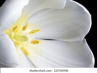 Close up image of white tulip on black