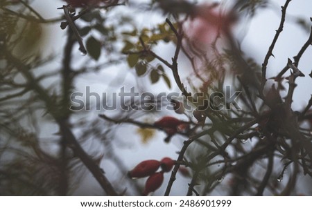 Similar – Foto Bild last roses Umwelt Natur