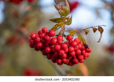 565 Lots of ash berry on the tree Images, Stock Photos & Vectors ...