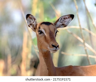 Close up of impala face