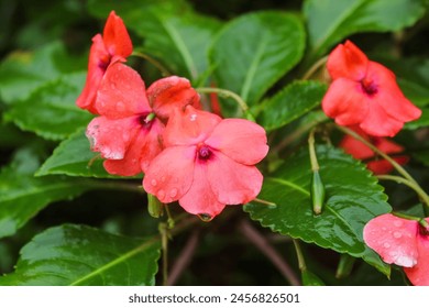 Close up of Impatiens walleriana flowers growing beautifully in the yard - Powered by Shutterstock