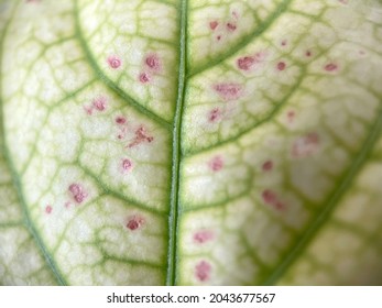 Close up imperfection of young leaf isolated background 