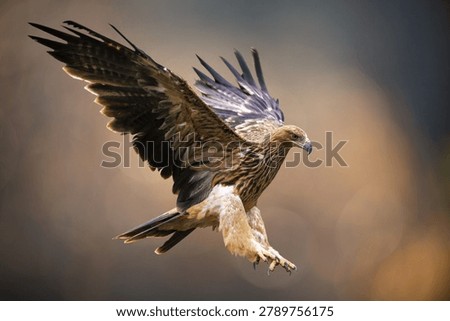 Close up of Imperial eagle with spread wings in flight on colorful background. Aquila heliaca