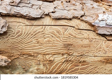 Close up imprint of bark beetle under piece of bark. tree was eaten by bark beetle