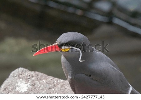 Close Up Of A Inca Tern Bird