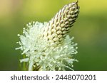 Close up of Indian beargrass wildflower with green background