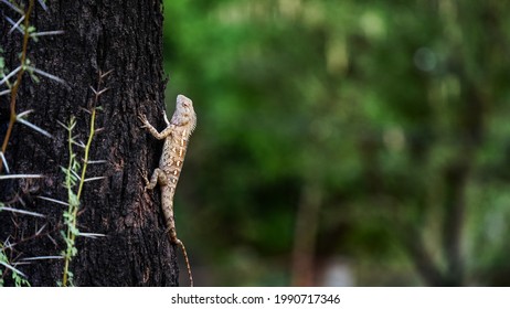 Close Indian Brown Chameleon Girgit Resting Stock Photo 1990717346 ...