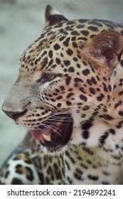 Close Up Of An Indian Leopard.