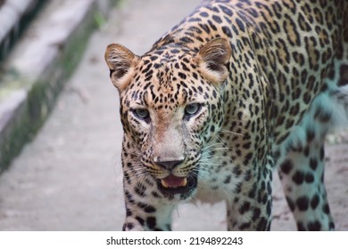 Close Up Of An Indian Leopard.