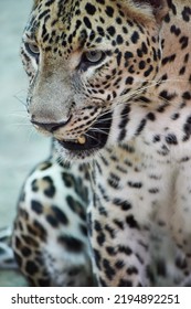 Close Up Of An Indian Leopard.